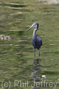 Western Reef-Heron
