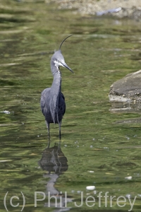 Western Reef-Heron