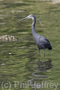Western Reef-Heron