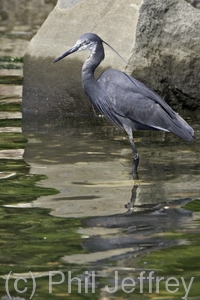 Western Reef-Heron