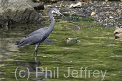 Western Reef-Heron