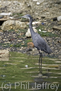 Western Reef-Heron