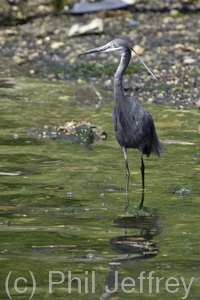 Western Reef-Heron