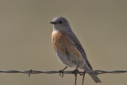 Western Bluebird