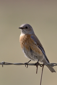 Western Bluebird