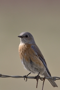 Western Bluebird