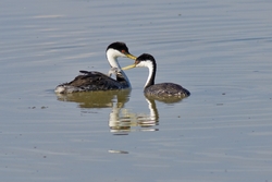Western Grebe