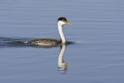Western Grebe