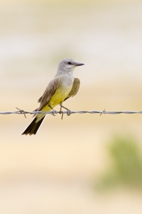 Western Kingbird