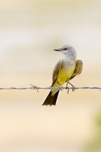 Western Kingbird