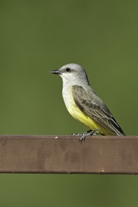 Western Kingbird