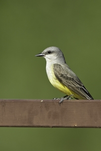 Western Kingbird