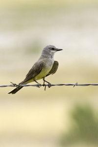 Western Kingbird