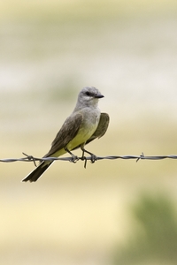Western Kingbird