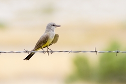 Western Kingbird