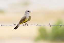 Western Kingbird