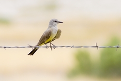 Western Kingbird