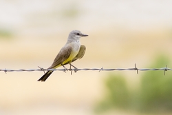 Western Kingbird