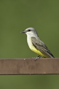 Western Kingbird