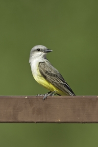 Western Kingbird