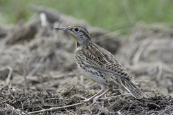 Western Meadowlark