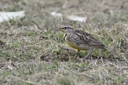 Western Meadowlark