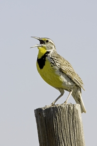 Western Meadowlark
