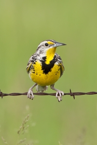 Western Meadowlark