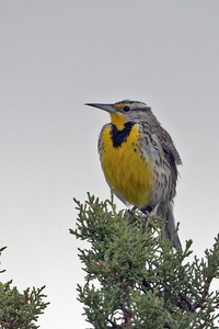 Western Meadowlark