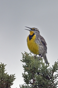 Western Meadowlark