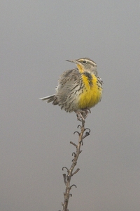 Western Meadowlark