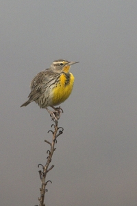 Western Meadowlark