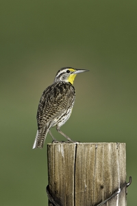 Western Meadowlark