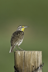 Western Meadowlark