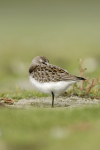 Western Sandpiper