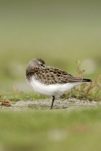 Western Sandpiper