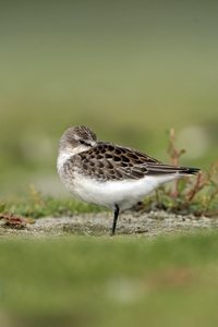 Western Sandpiper