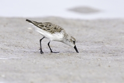 Western Sandpiper