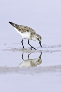 Western Sandpiper