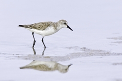 Western Sandpiper