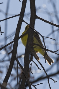 Western Tanager
