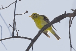 Western Tanager