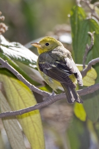 Western Tanager