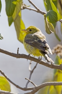 Western Tanager