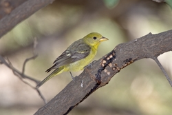 Western Tanager