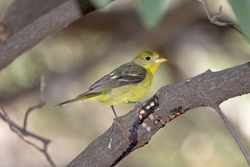 Western Tanager