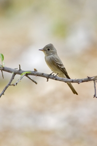 Western Wood-Pewee