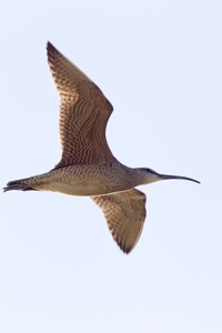 Whimbrel