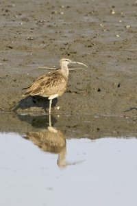 Whimbrel