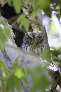 Whiskered Screech-Owl
